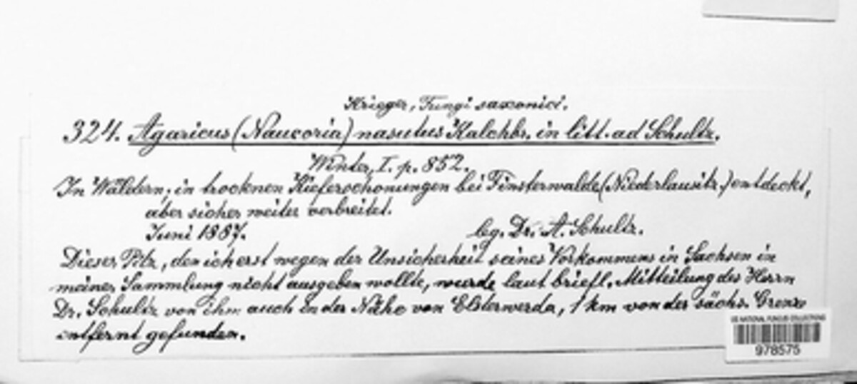 Galerina nasuta image